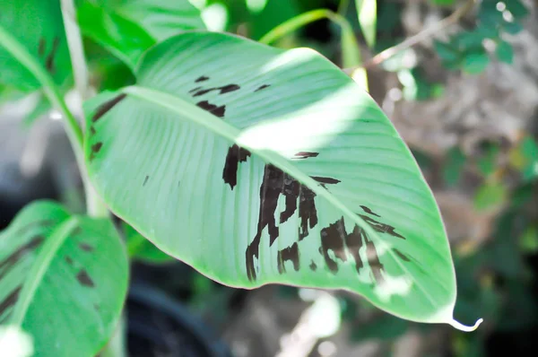 stock image banana plant, blood banana or Musa acuminata or Musa balbisiana leaf