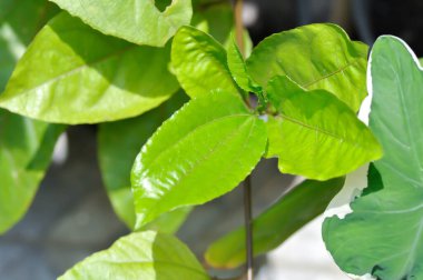 Tutku meyveleri, Passiflora edulis veya Passionfruit veya Maracuja bitkisi