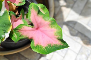 Caladium, Caladium Bicolor Vent veya Caladium bicolor fabrikası