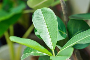 pagoda ağacı ya da frangipani ya da tapınak ağacı, frangipani yaprakları