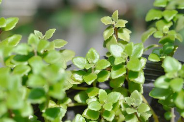 Minyatür Peperomia veya Pilea depresisa, Urticaceae bitkisi