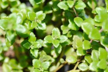 Minyatür Peperomia veya Pilea depresisa, Urticaceae bitkisi