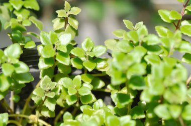 Minyatür Peperomia veya Pilea depresisa, Urticaceae bitkisi