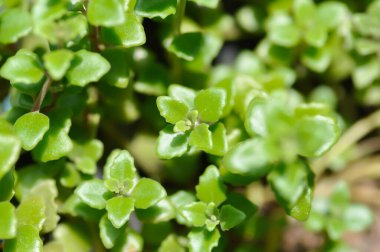 Minyatür Peperomia veya Pilea depresisa, Urticaceae bitkisi