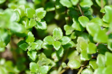 Minyatür Peperomia veya Pilea depresisa, Urticaceae bitkisi