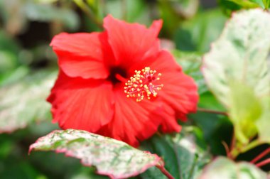 Çin gülü, amber çiçeği veya Hibiscus Rosa Sinensis Variegata veya kırmızı Hibiscus çiçeği