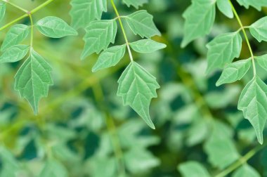 Mantar ağacı, Hint mantar ağacı veya Millingtonia hortensis Linn veya BIGNONIACEAE veya küçük mantar ağacı veya yaprak