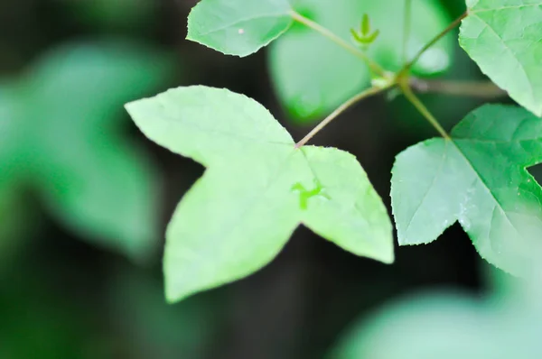 stock image maple leaf, maple leaves or green leaf or Acer saccharum Marsh leaf