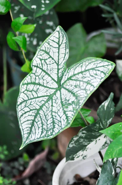 Angel Wing Caladium Candidum Caladium Bicolor Araceae Plant White Leaf — 스톡 사진