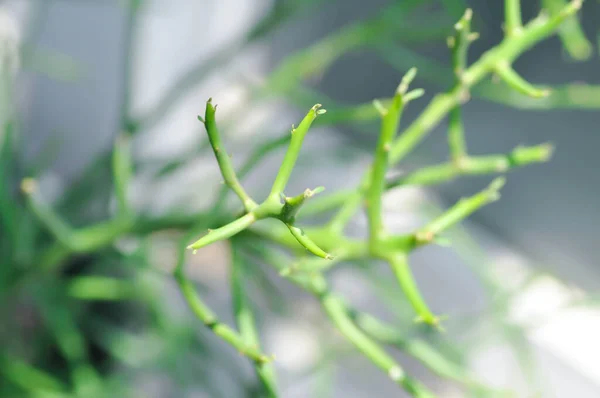 Euphorbia Tirucalli Euphorbiaceae Lub Indyjska Oczyszczalnia Drzew Lub Roślina Krzewów — Zdjęcie stockowe