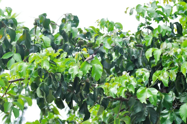 Baum Vogel Und Himmel Oder Rotschnurrbart Bulbul Auf Santol Baum — Stockfoto