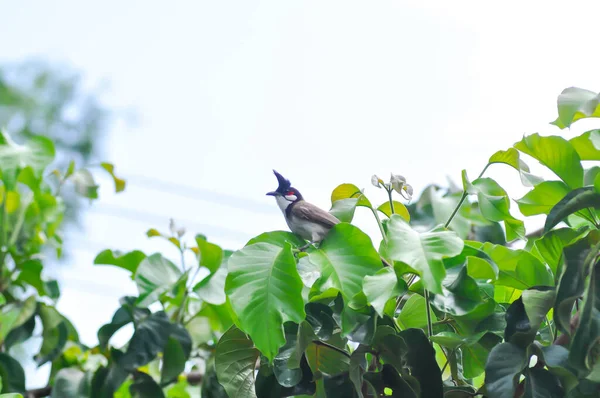 Baum Vogel Und Himmel Oder Rotschnurrbart Bulbul Auf Dem Santol — Stockfoto