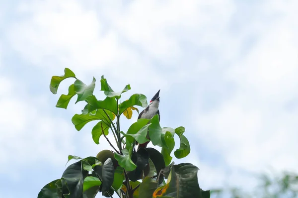 Strom Pták Nebe Nebo Červený Vousatý Bulbul Santolu — Stock fotografie