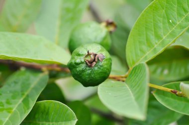 guava ağacı, MYRTACEAE veya Psidium guajava linn veya guava tohumu
