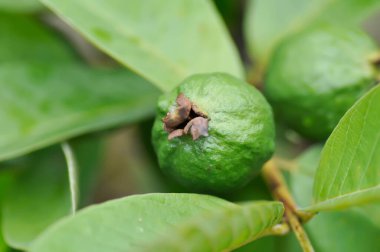 guava ağacı, MYRTACEAE veya Psidium guajava linn veya guava tohumu