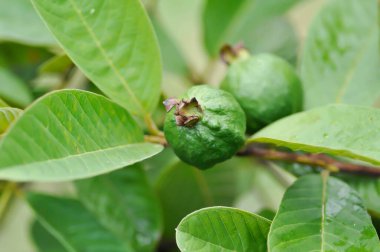 guava ağacı, MYRTACEAE veya Psidium guajava linn veya guava tohumu