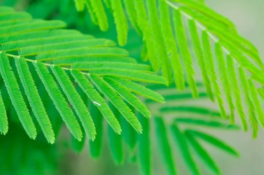 Acacia pennata, Tropikal Acacia bitkisi veya Acacia pennata yaprağı