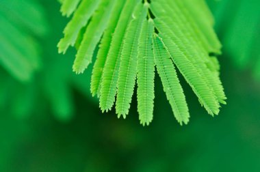 Acacia pennata, Tropikal Acacia bitkisi veya Acacia pennata yaprağı