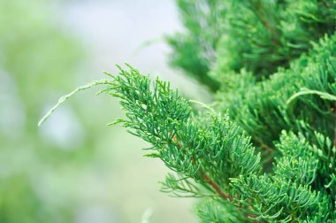 Juniperus chinensis, Çin ardıcı veya CUpresSSACEAE veya çam ağacı
