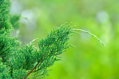 Juniperus chinensis, Çin ardıcı veya CUpresSSACEAE veya çam ağacı