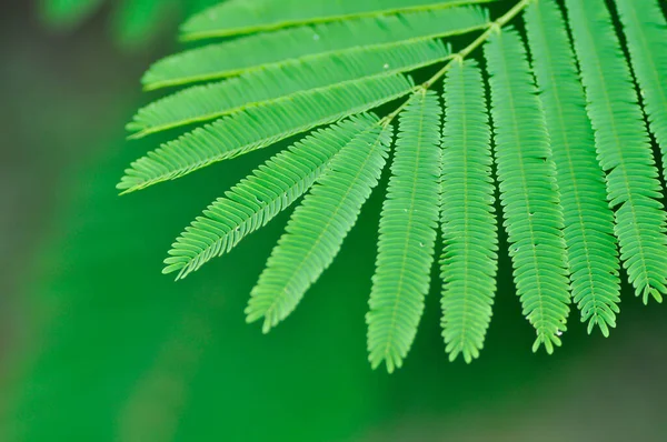 アカシアのペナータ トロピカルアカシアの植物やアカシアのペナータの葉 — ストック写真