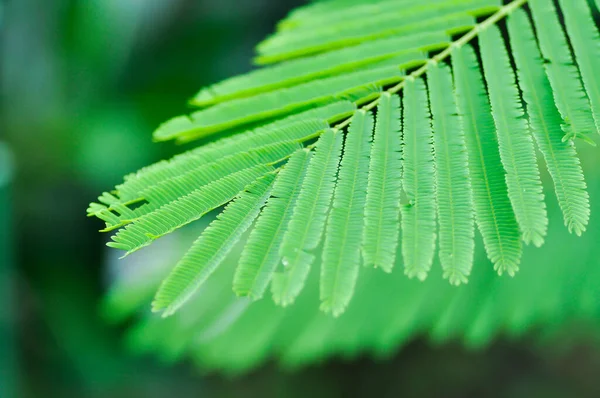 アカシアのペナータ トロピカルアカシアの植物やアカシアのペナータの葉 — ストック写真