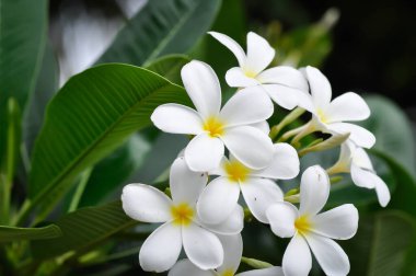 Frangipani, frangipani çiçeği veya pagoda ağacı veya beyaz çiçek
