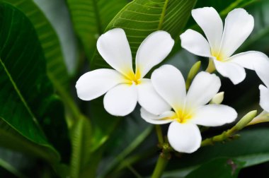 Frangipani, frangipani çiçeği veya pagoda ağacı veya beyaz çiçek