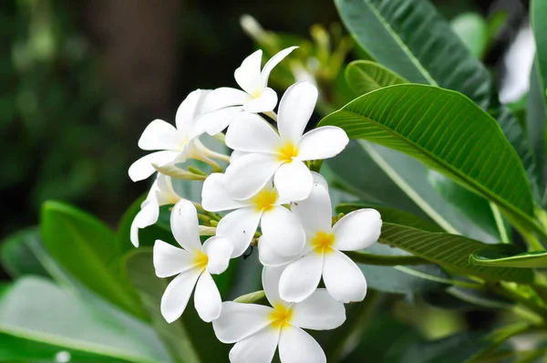 Frangipani Frangipani Flower Pagoda Tree White Flower — Stock Photo, Image