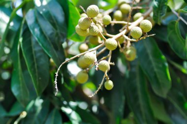 Longan, Thai meyvesi veya Dimocarpus longanor ağacı