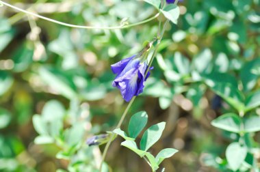 Kelebek bezelyesi, mavi bezelye çiçeği veya Klitorya ternatea L veya PAPILIONACEAE bitkisi