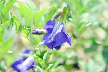 Kelebek bezelyesi, mavi bezelye çiçeği veya Klitorya ternatea L veya PAPILIONACEAE bitkisi