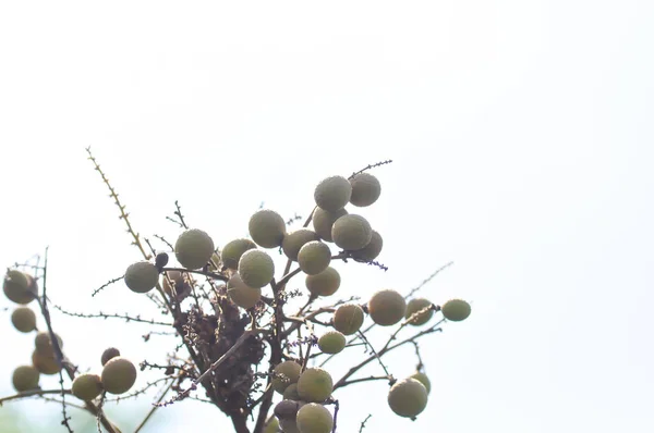 Longgan Thai Frukt Eller Dimocarpus Longanor Longan Träd Med Frön — Stockfoto