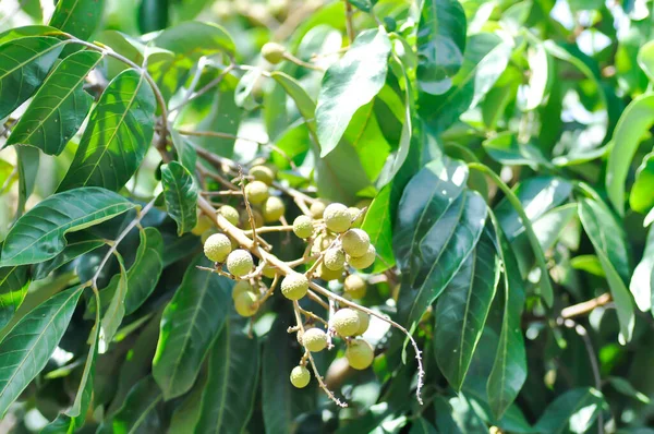 Longan Thai Fruit Dimocarpus Longanor Longan Tree Seed — Stock Photo, Image