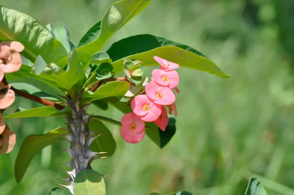 Christ Thorn, Euphorbia milii or Euphorbiaceae or pink flower in the garden