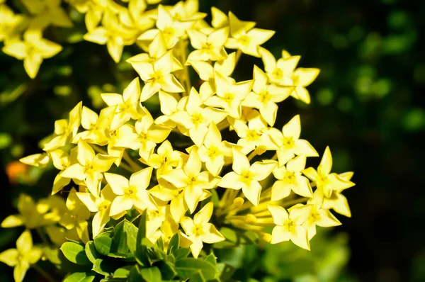 Ixora Chinensis Lamk Ixora Spp Zephyranthes West Indian Jasmine Yellow — Stock Photo, Image