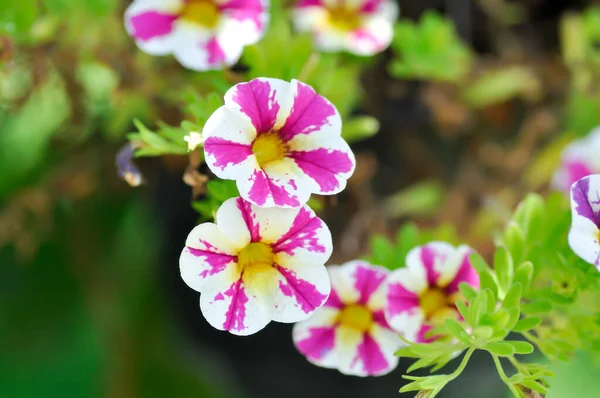 ペチュニアまたはペチュニア ハイブリッドピンクと白の花 — ストック写真
