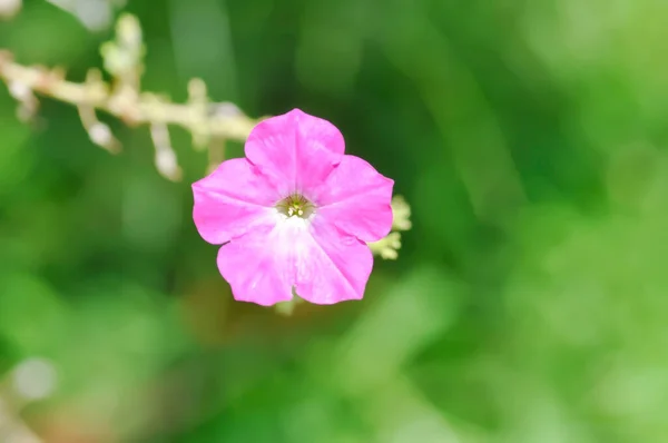Petunia Lub Hybryda Petunii Purpurowy Kwiat — Zdjęcie stockowe