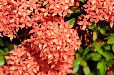 Ixora chinensis Lamk, Ixora spp veya Zephyranthes veya Batı Hint Jasmine veya kırmızı çiçek