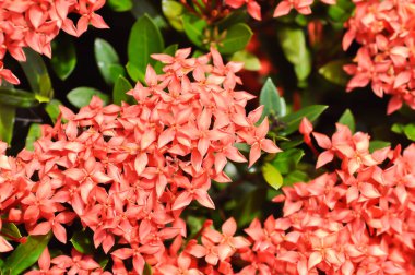 Ixora chinensis Lamk, Ixora spp veya Zephyranthes veya Batı Hint Jasmine veya kırmızı çiçek