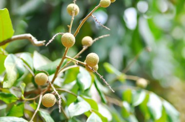 Longan, Thai meyvesi veya Dimocarpus longan veya meyve bahçesindeki longan ağacı