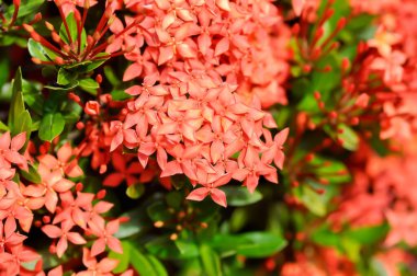 Ixora chinensis Lamk, Ixora spp veya Zephyranthes veya Batı Hint Jasmine veya kırmızı çiçek
