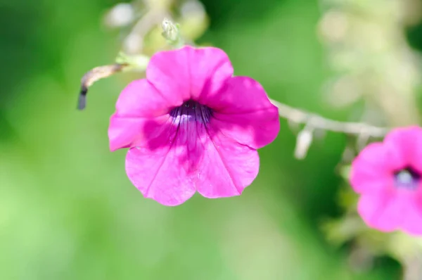 Πετούνια Petunia Hybrida Μωβ Λουλούδι — Φωτογραφία Αρχείου