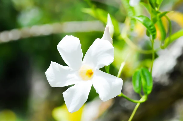 仙人掌藤 蔷薇属或仙人掌属植物或白花科植物或白花 — 图库照片