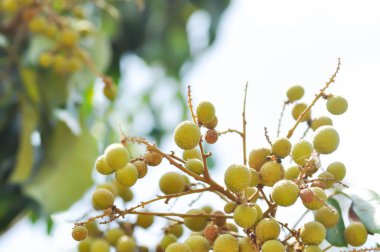 Longan, Thai meyvesi veya Dimocarpus longan veya meyve bahçesindeki longan ağacı