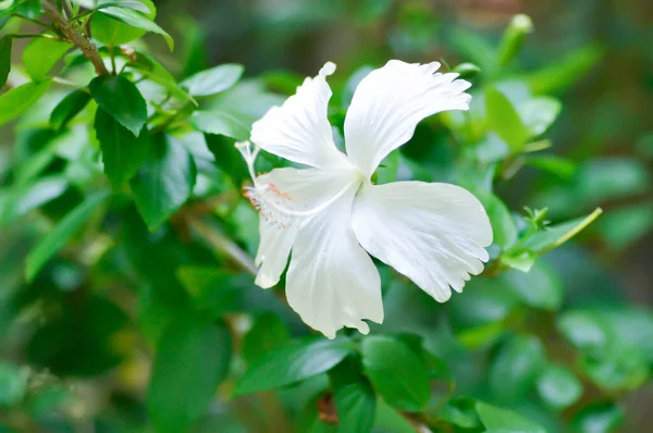 Róża Chińska Lub Hibiskus Lub Biały Kwiat — Zdjęcie stockowe