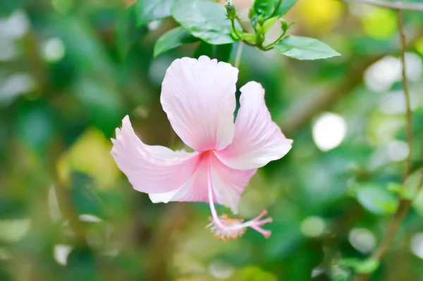 Chinese rose or Hibiscus or pink flower