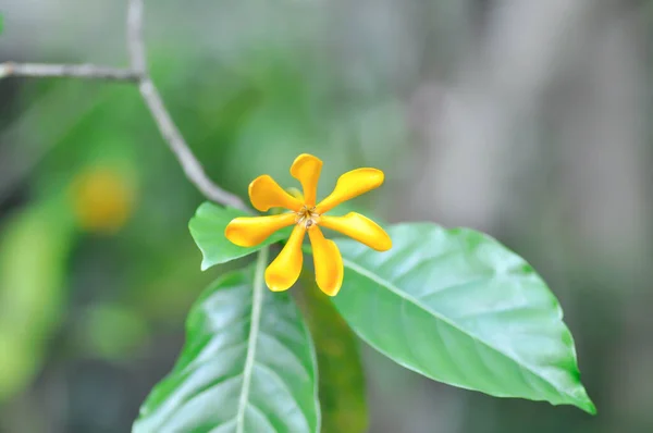 クチナシ ルビジア科または黄色の花 — ストック写真