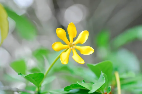 Gardenia Carinata Rubiaceae Lub Żółty Kwiat — Zdjęcie stockowe