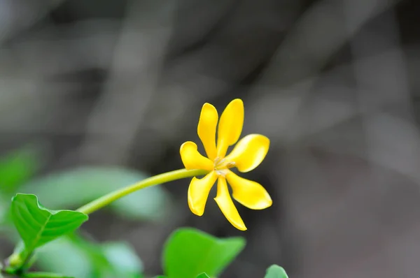 Gardenia Carinata Rubiaceae Flor Amarela — Fotografia de Stock